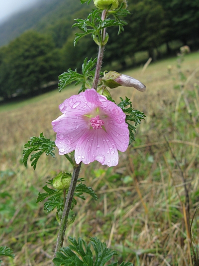 Malva moschata / Malva moscata