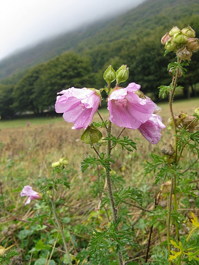 Malva moschata / Malva moscata