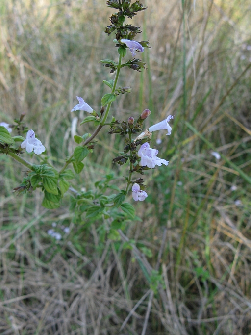 Clinopodium (=Calamintha) nepeta / Mentuccia comune, Nepitella