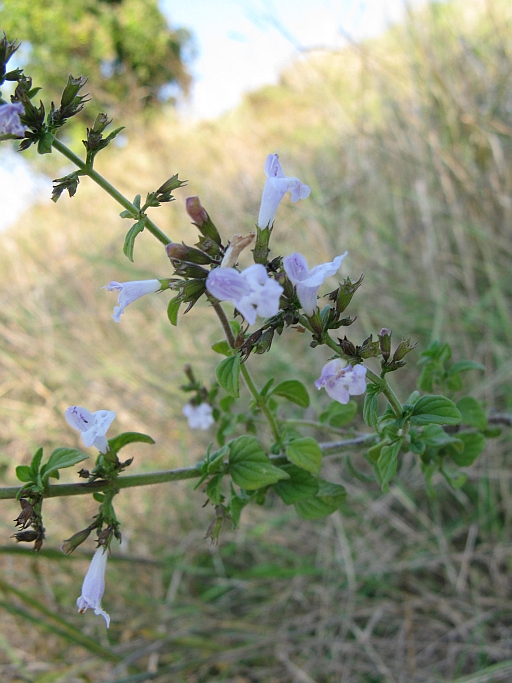 Clinopodium (=Calamintha) nepeta / Mentuccia comune, Nepitella