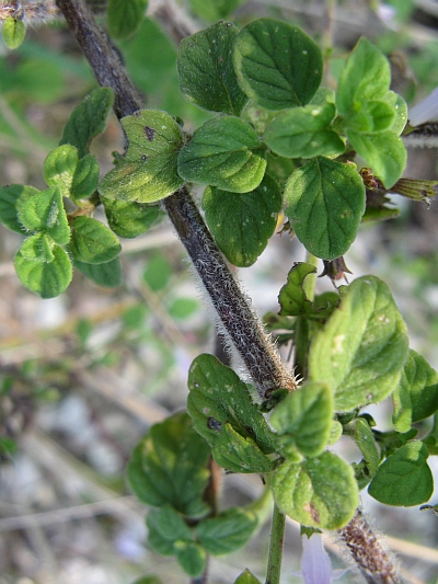 Clinopodium (=Calamintha) nepeta / Mentuccia comune, Nepitella