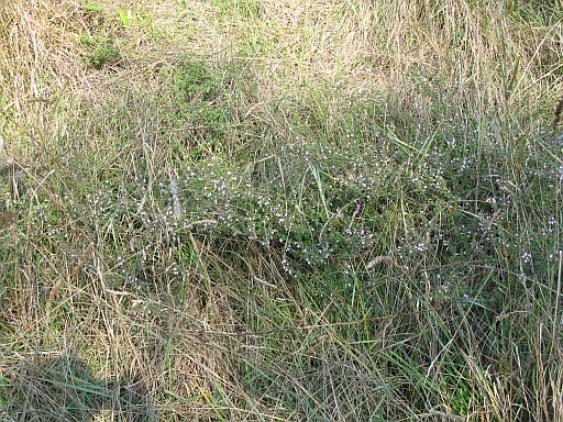 Clinopodium (=Calamintha) nepeta / Mentuccia comune, Nepitella