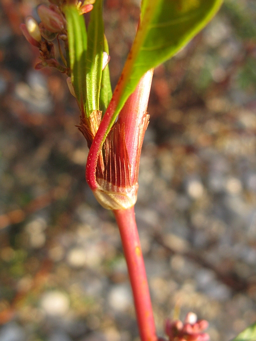 Persicaria lapathifolia / Poligono nodoso