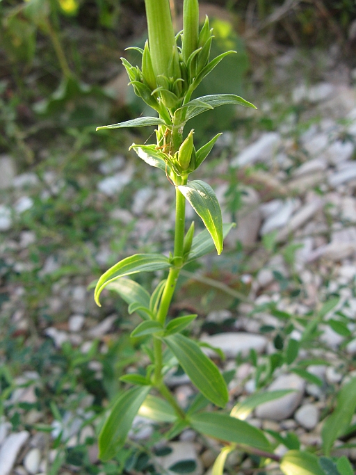 Saponaria officinalis