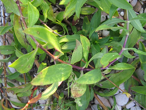 Saponaria officinalis