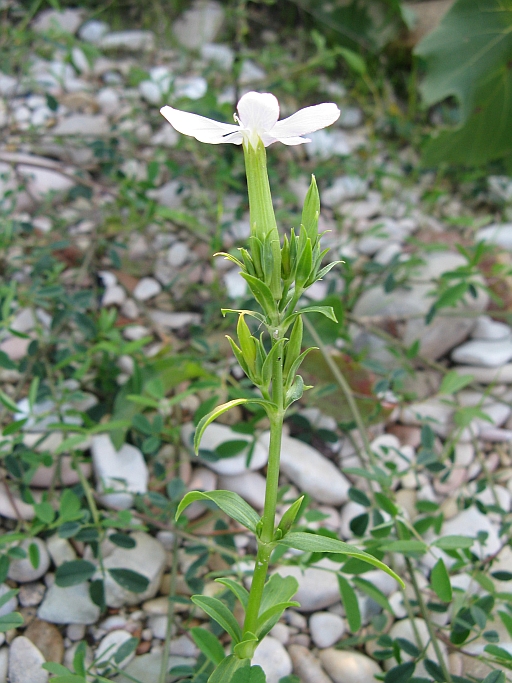 Saponaria officinalis