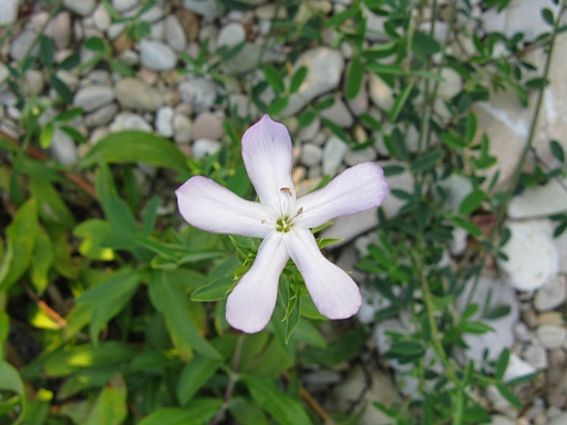 Saponaria officinalis