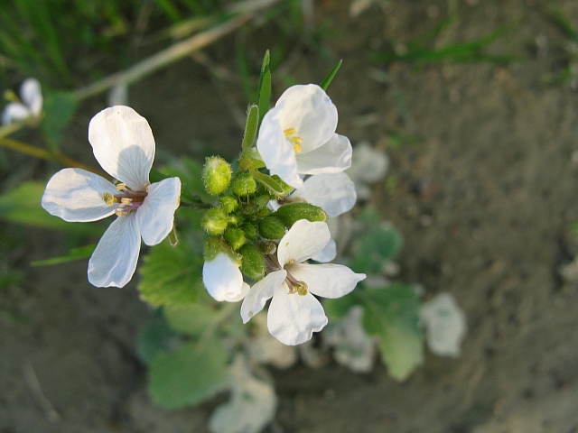 Diplotaxis erucoides / Ruchetta violacea