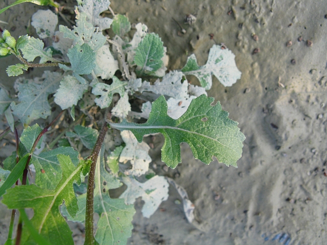 Diplotaxis erucoides / Ruchetta violacea