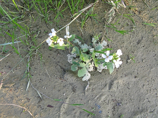 Diplotaxis erucoides / Ruchetta violacea