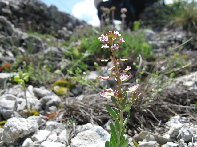 Aethionema saxatile / Erba storna carnicina