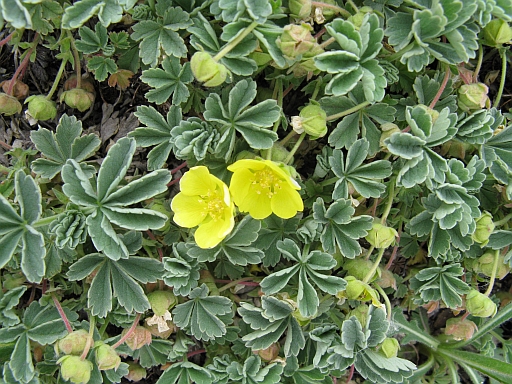 Potentilla cinerea