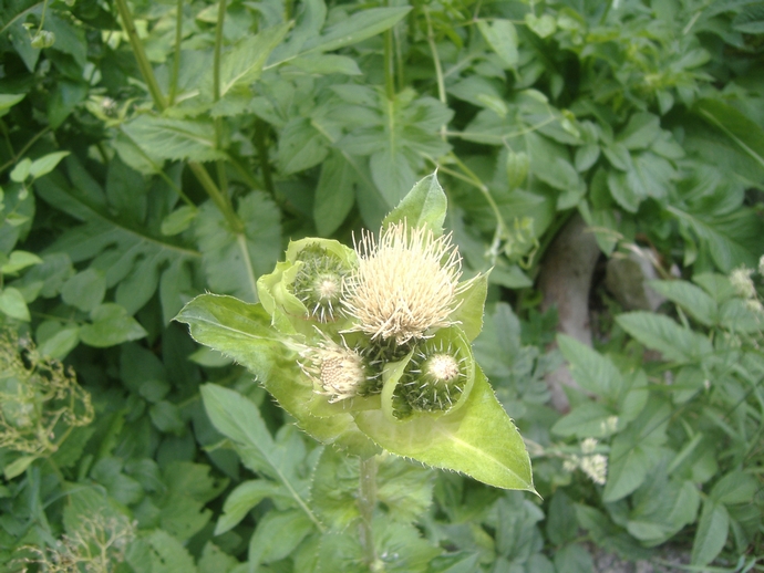 Cirsium oleraceum / Cardo giallastro