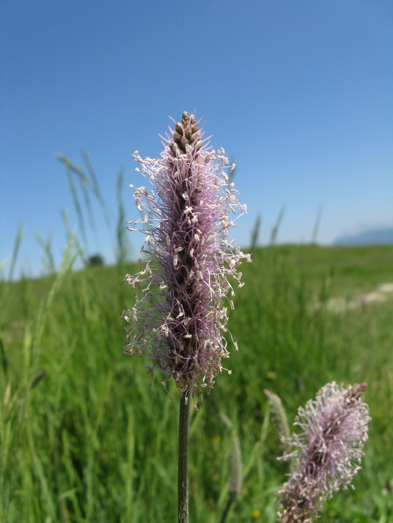 Se me lo dite, poi mi sovviene! - Plantago media