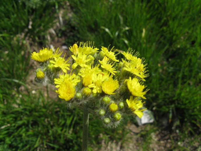 Chi sa dirmi il genere? - Hieracium sp.