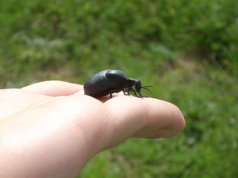 Meloe sp. con ospiti