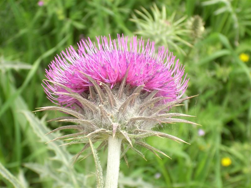 Carduus nutans subsp. siculus / Cardo rosso siciliano