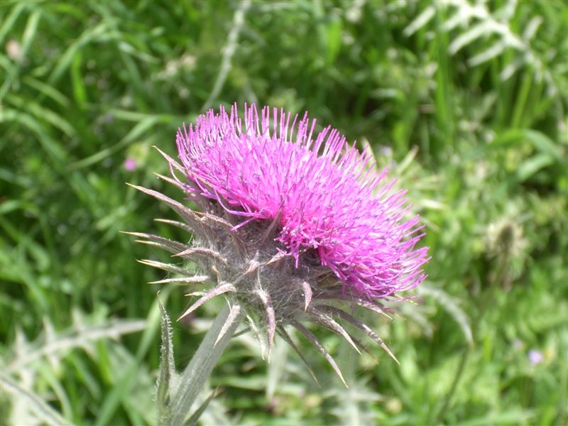 Carduus nutans subsp. siculus / Cardo rosso siciliano