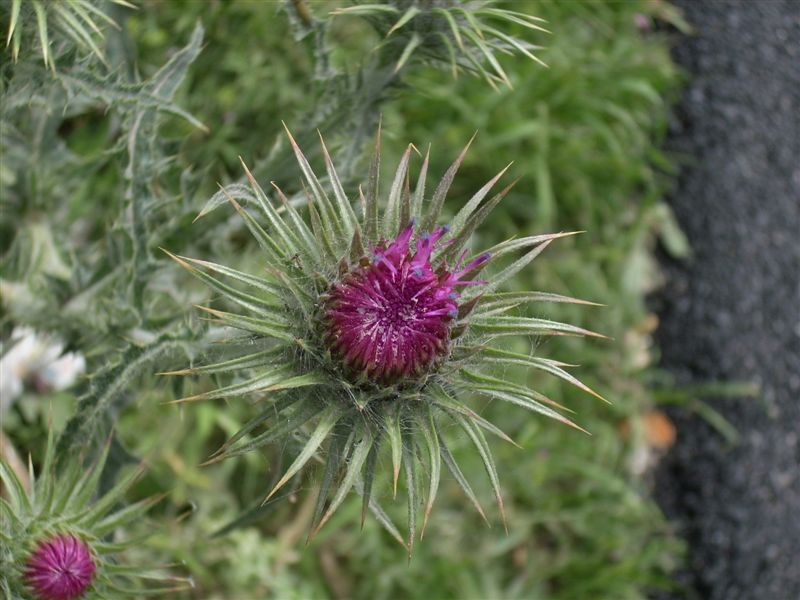 Carduus nutans subsp. siculus / Cardo rosso siciliano