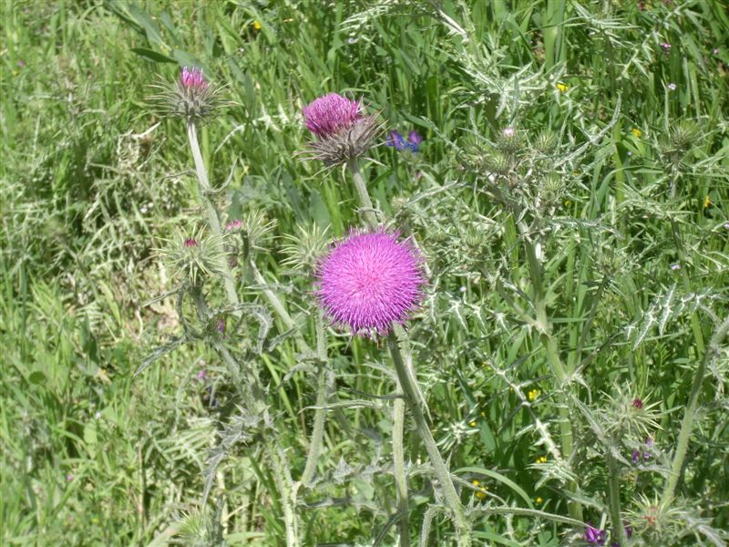 Carduus nutans subsp. siculus / Cardo rosso siciliano