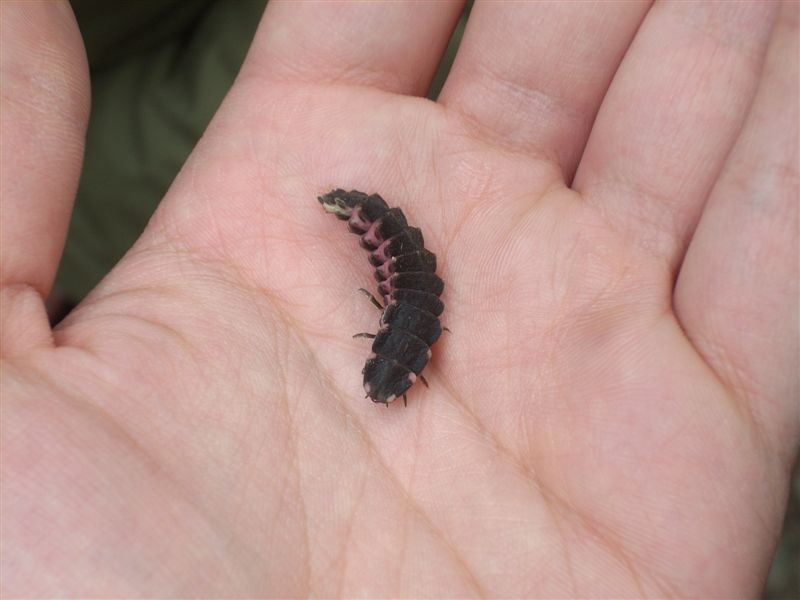 Larva di Lampyris sp.