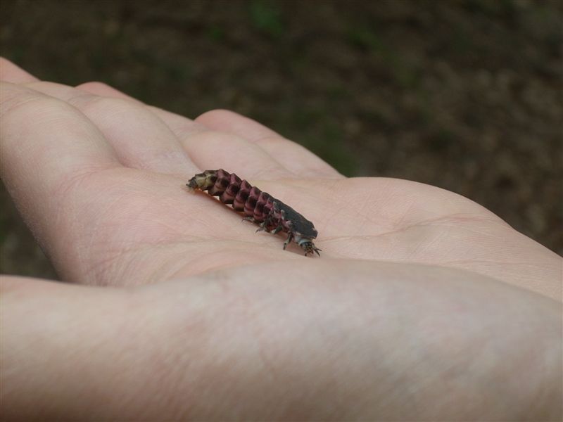 Larva di Lampyris sp.