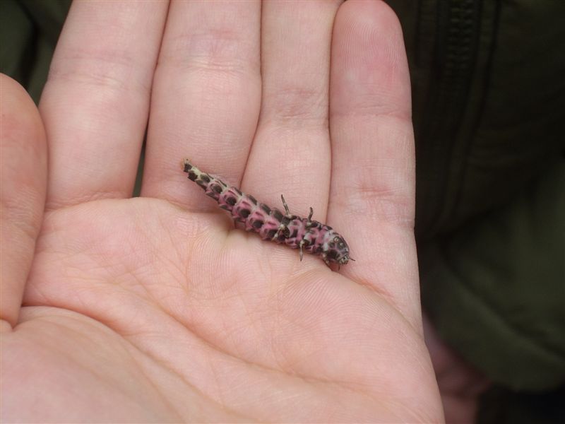 Larva di Lampyris sp.