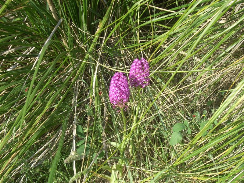 Anacamptis pyramidalis