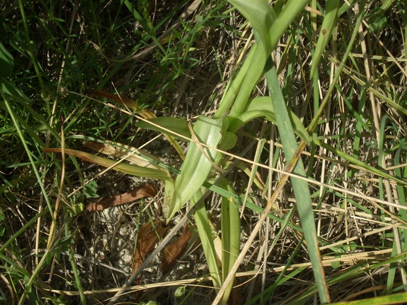 Anacamptis pyramidalis