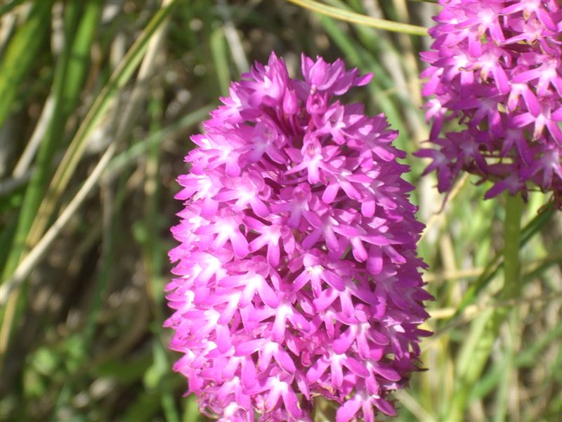 Anacamptis pyramidalis