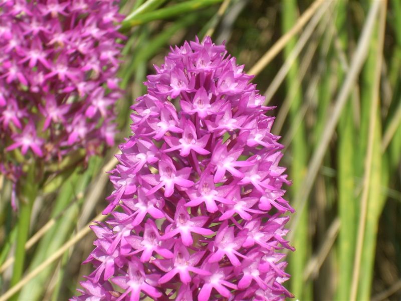 Anacamptis pyramidalis