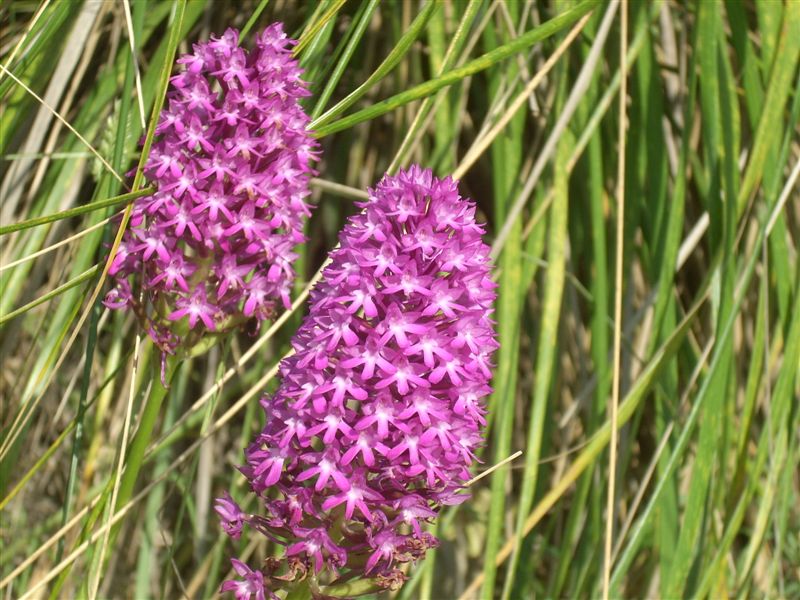 Anacamptis pyramidalis