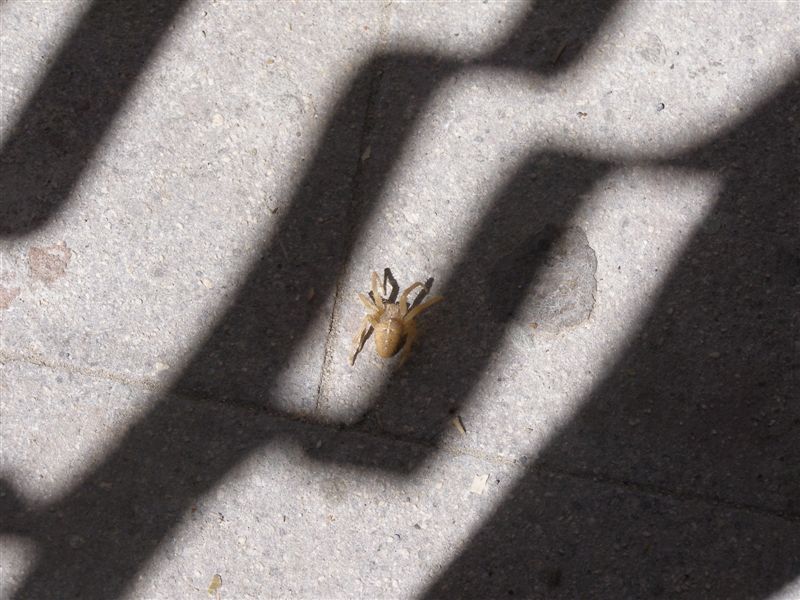 Araneus diadematus