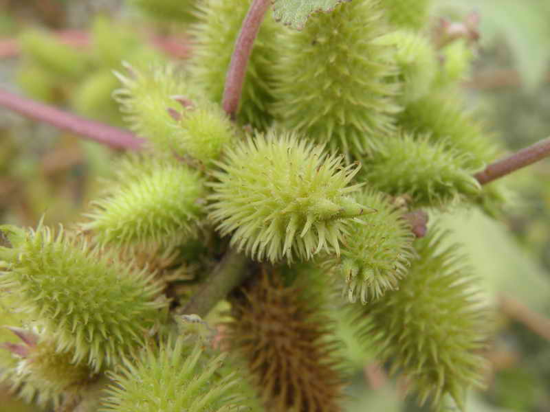 Xanthium italicum