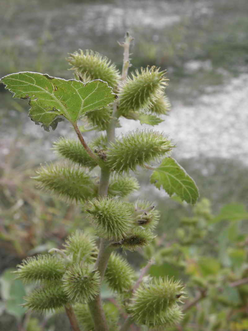 Xanthium italicum