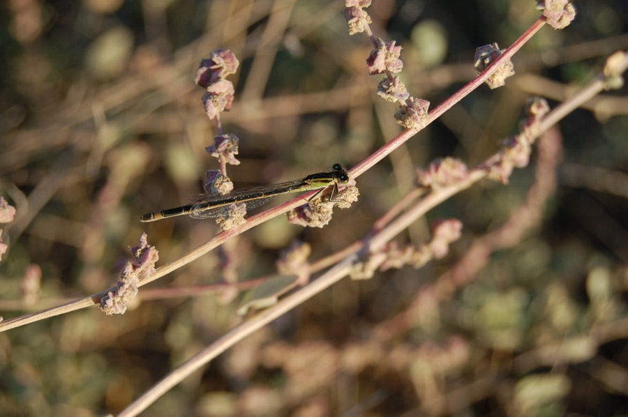 Libellula da identificare