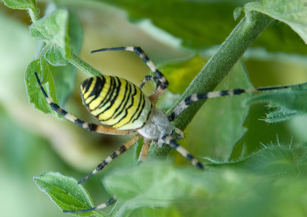 Argiope bruennichi