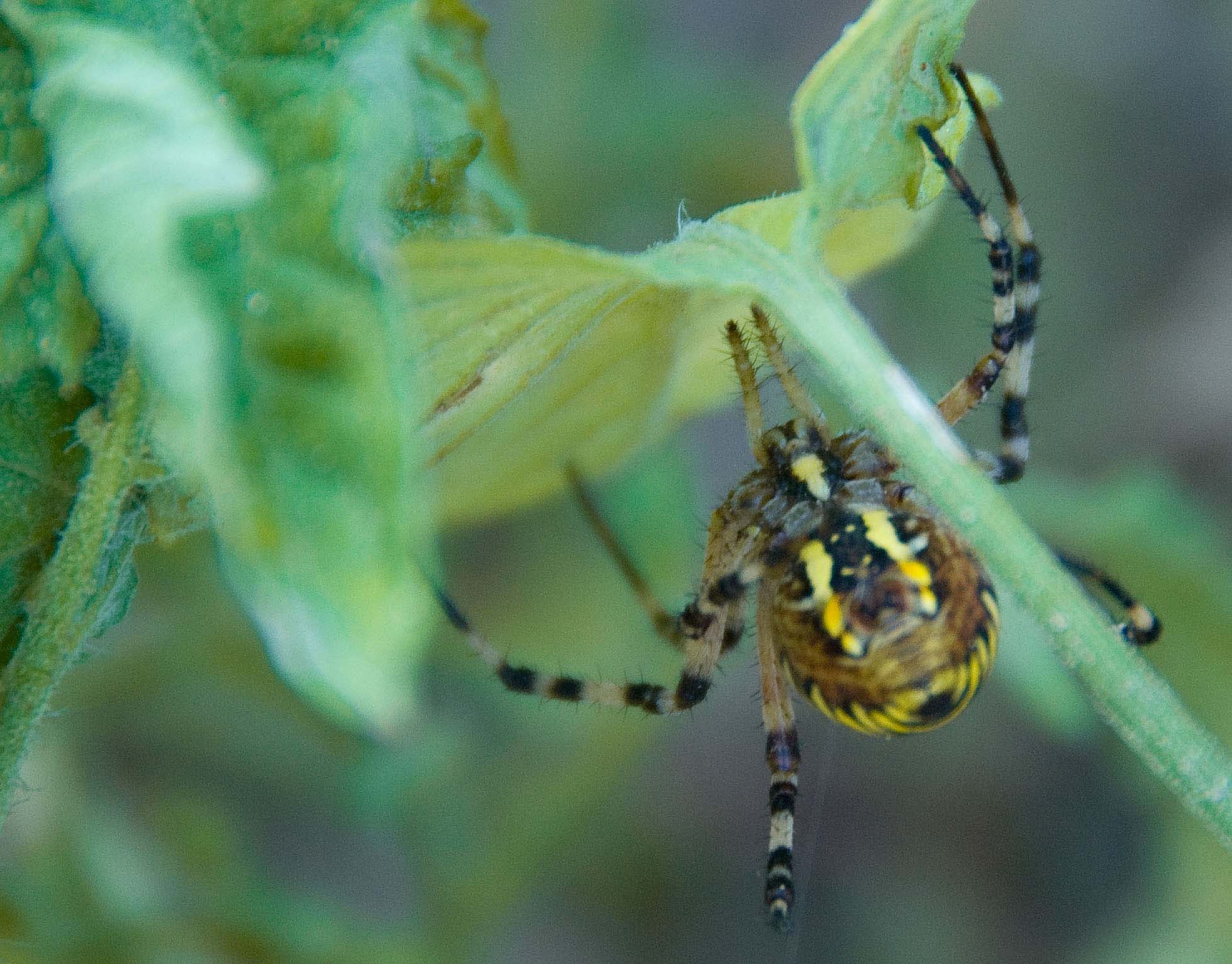 Argiope bruennichi