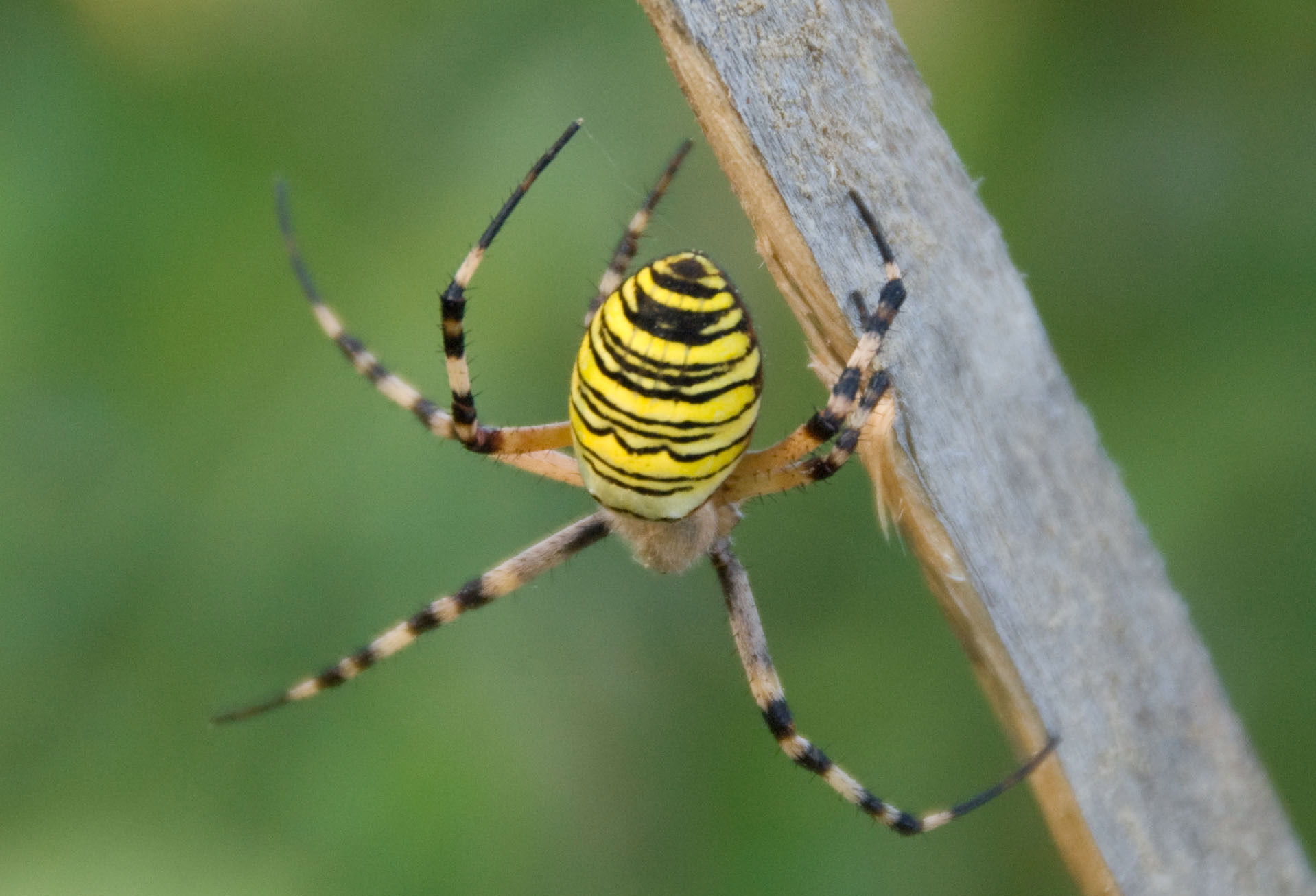 Argiope bruennichi