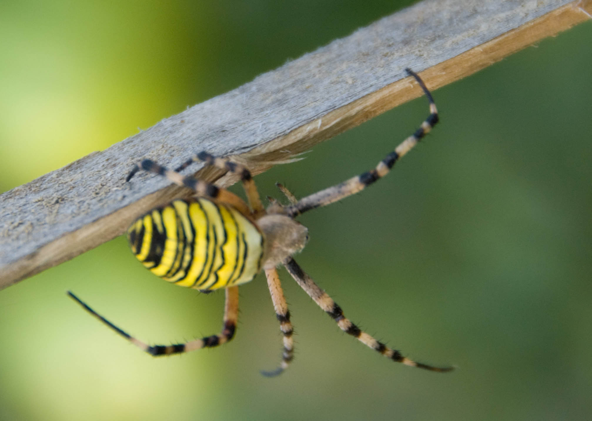 Argiope bruennichi