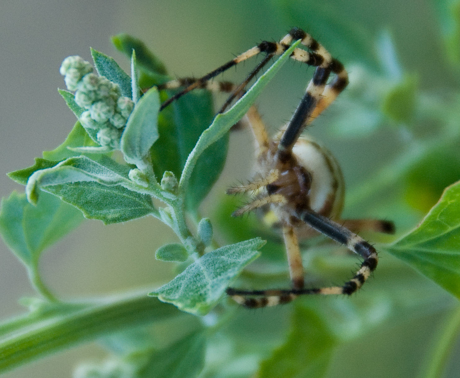 Argiope bruennichi