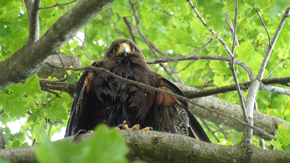 Riconoscimento rapace