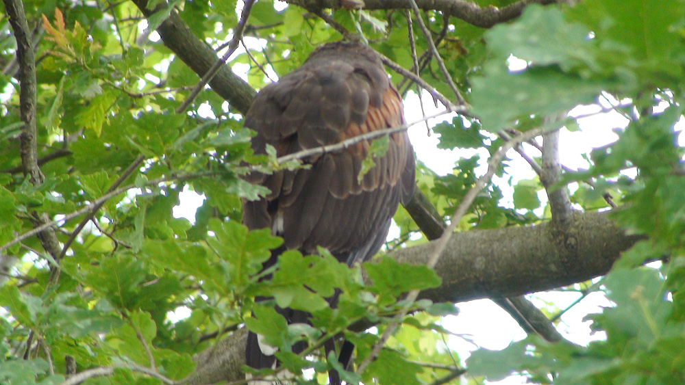 Riconoscimento rapace