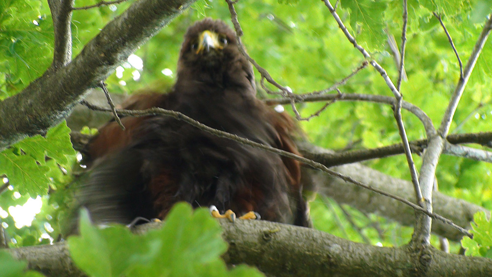 Riconoscimento rapace