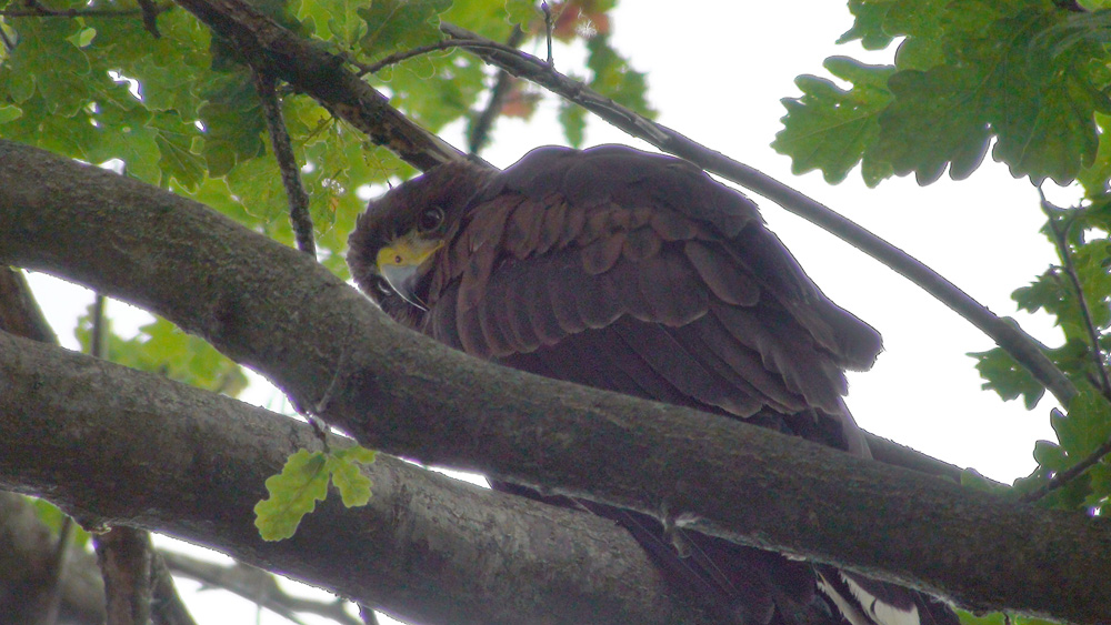 Riconoscimento rapace