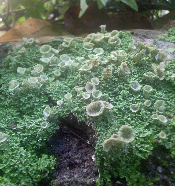 Lichene in giardino non determinato - Cladonia fimbriata