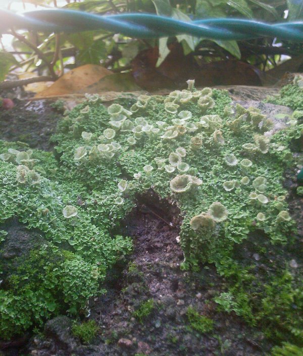 Lichene in giardino non determinato - Cladonia fimbriata