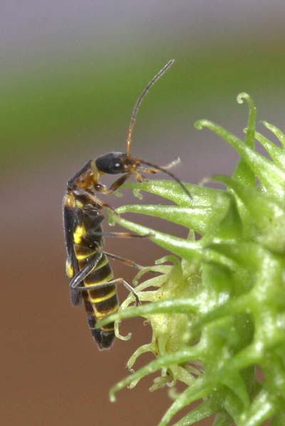 Staphylinidae? No, Cantharidae