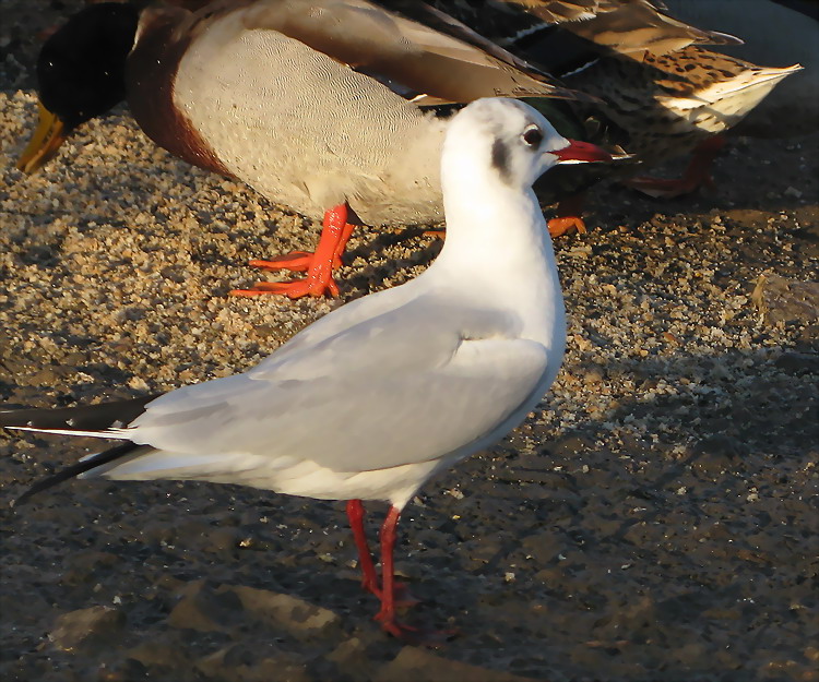 Gabbiano comune Chroicocephalus ridibundus