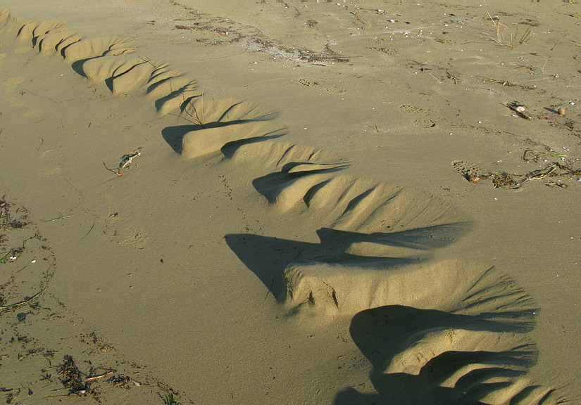Sabbia, sassi e conchiglie